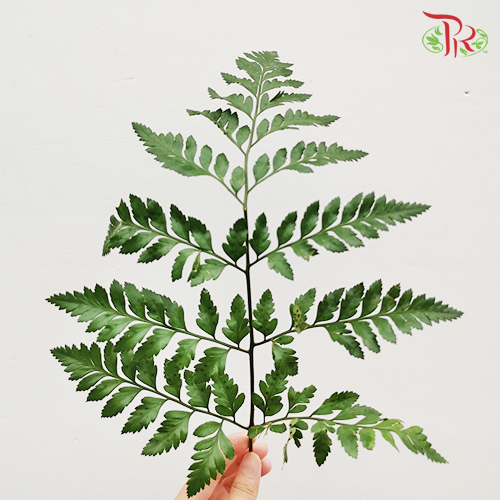 HW Paku Leaf -