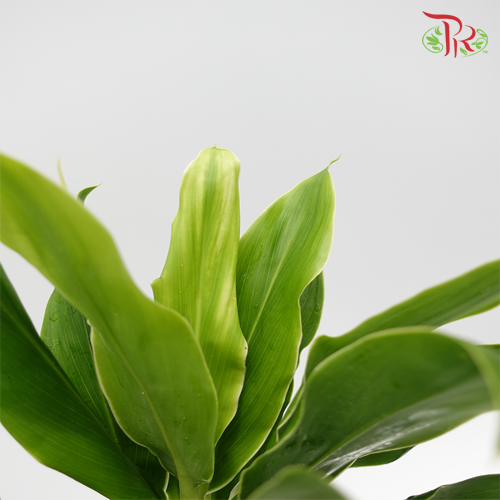 HW Snow White Cordyline Green -