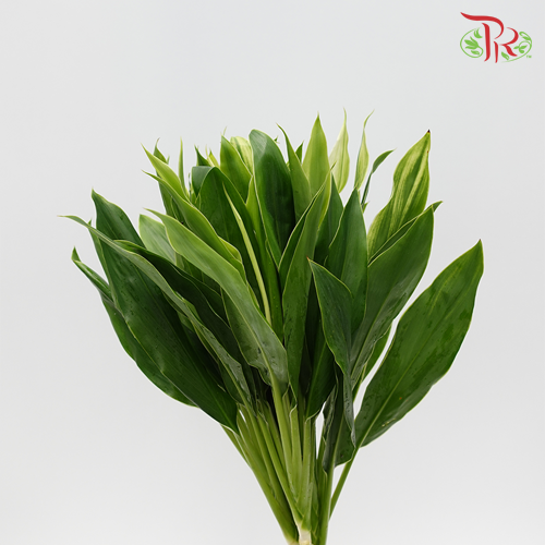 HW Snow White Cordyline Green -