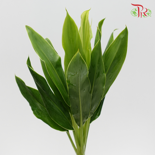 HW Snow White Cordyline Green -