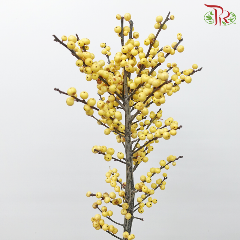 Ilex -