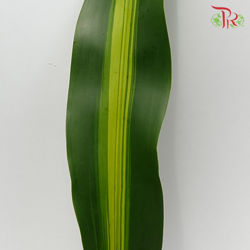 Iron Leaf (Massengana) - Two Tone Green