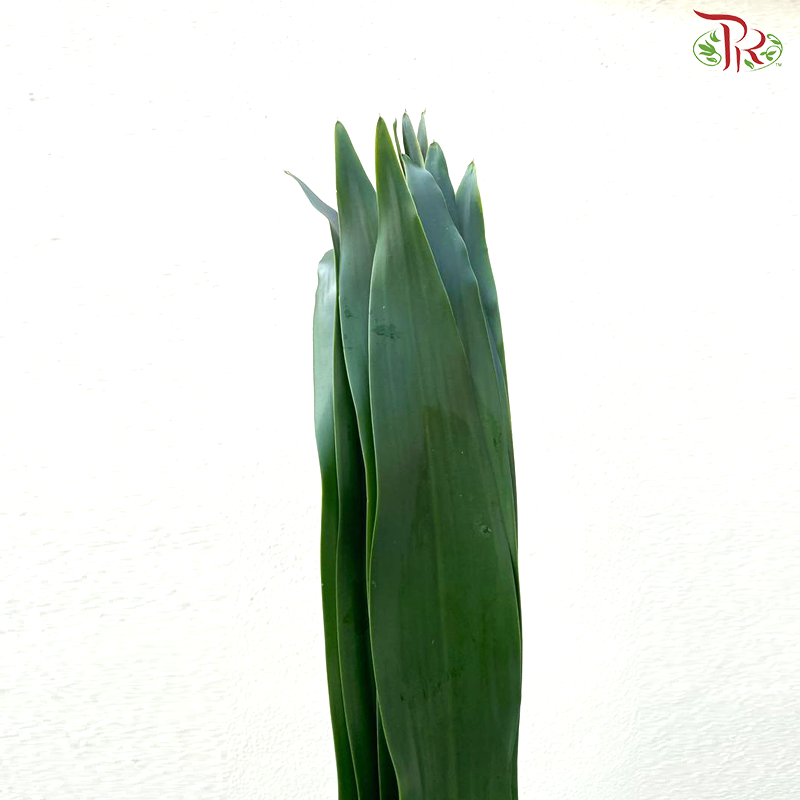 Iron Leaf (Massengana) - Green