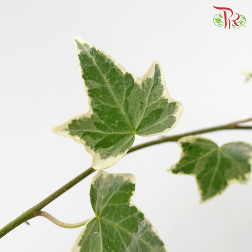 Ivy Leaf (Hedera) -