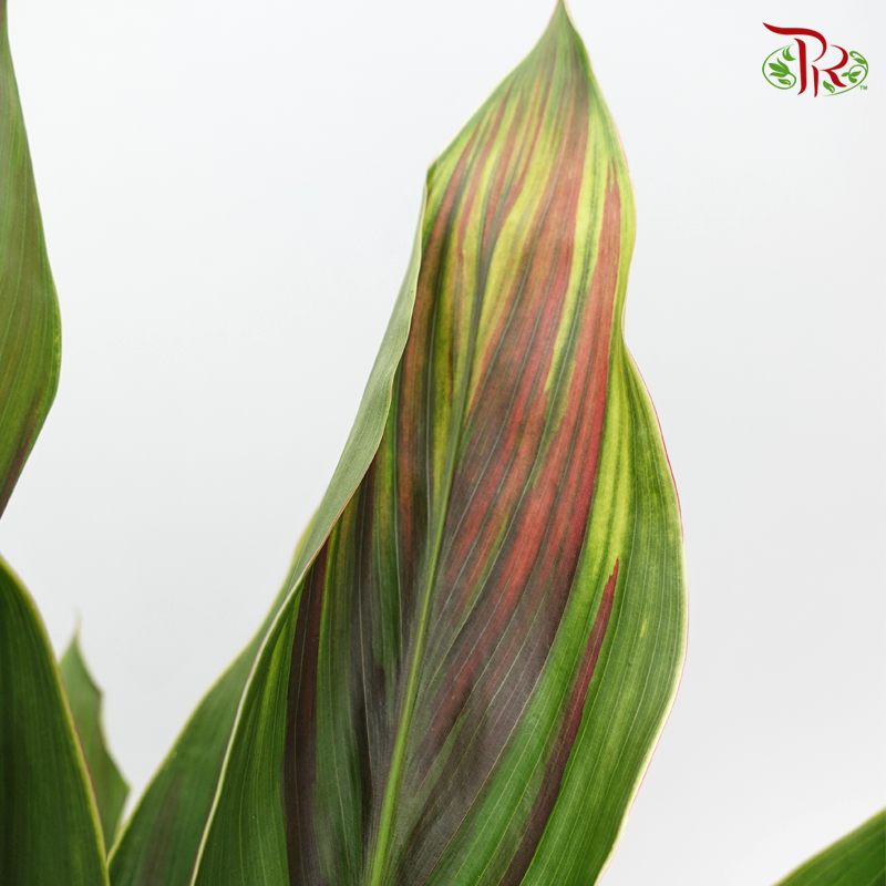 HW Snow Cordyline Rainbow (Hawaii Flag Top) -