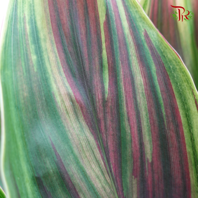 HW Snow Cordyline Rainbow (Hawaii Flag Top) -