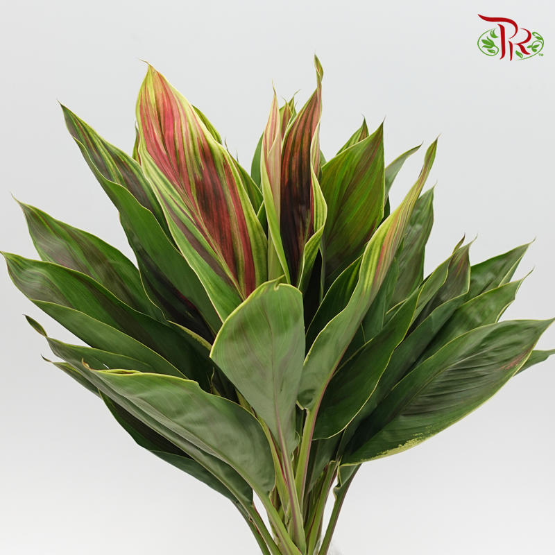 HW Snow Cordyline Rainbow (Hawaii Flag Top) -