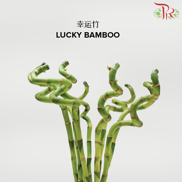 Lucky Bamboo《幸运竹》 -