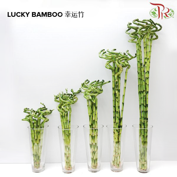 Lucky Bamboo《幸运竹》 -