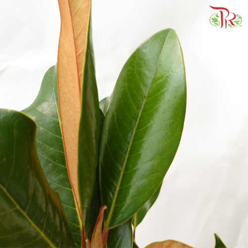 Magnolia Leaf -