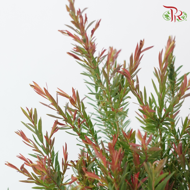 Melaleuca Alternifolia -