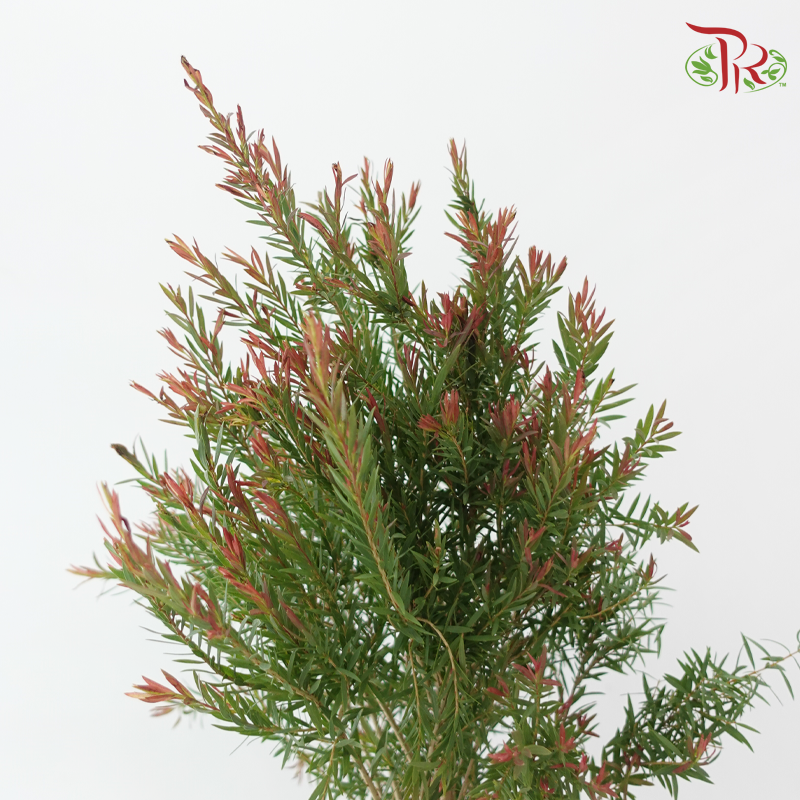 Melaleuca Alternifolia -