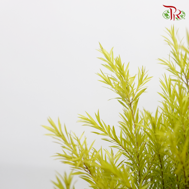 Melaleuca Gold Leaf -