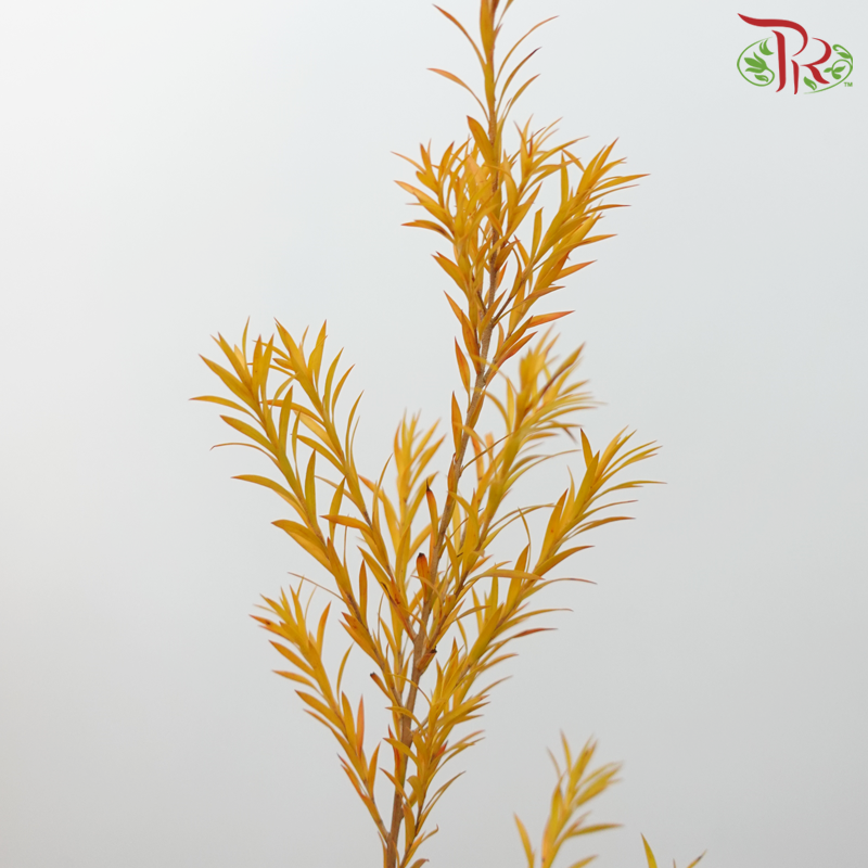 Melaleuca Gold Leaf -