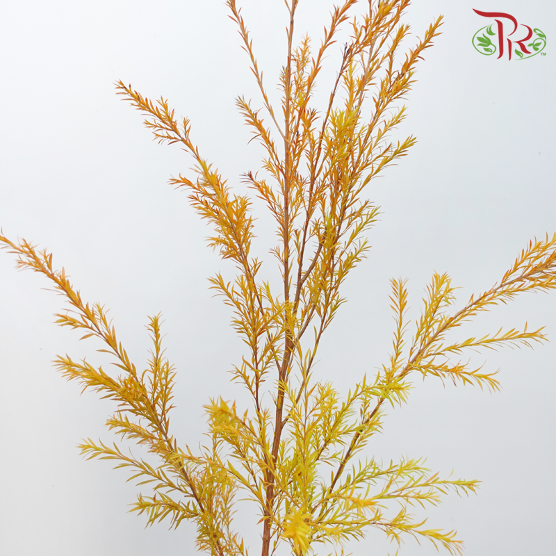 Melaleuca Gold Leaf -