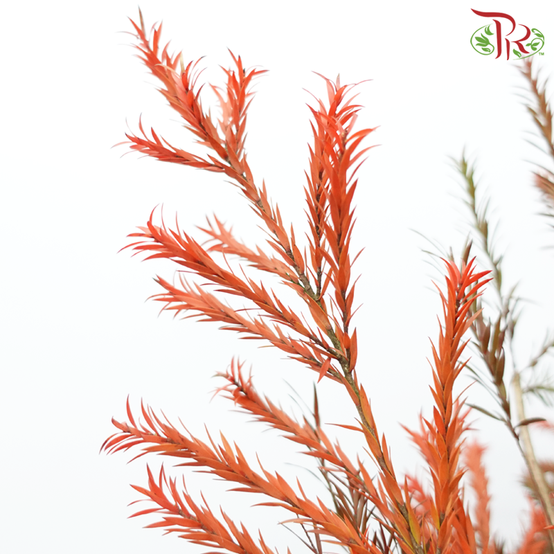 Melaleuca Gold Leaf -