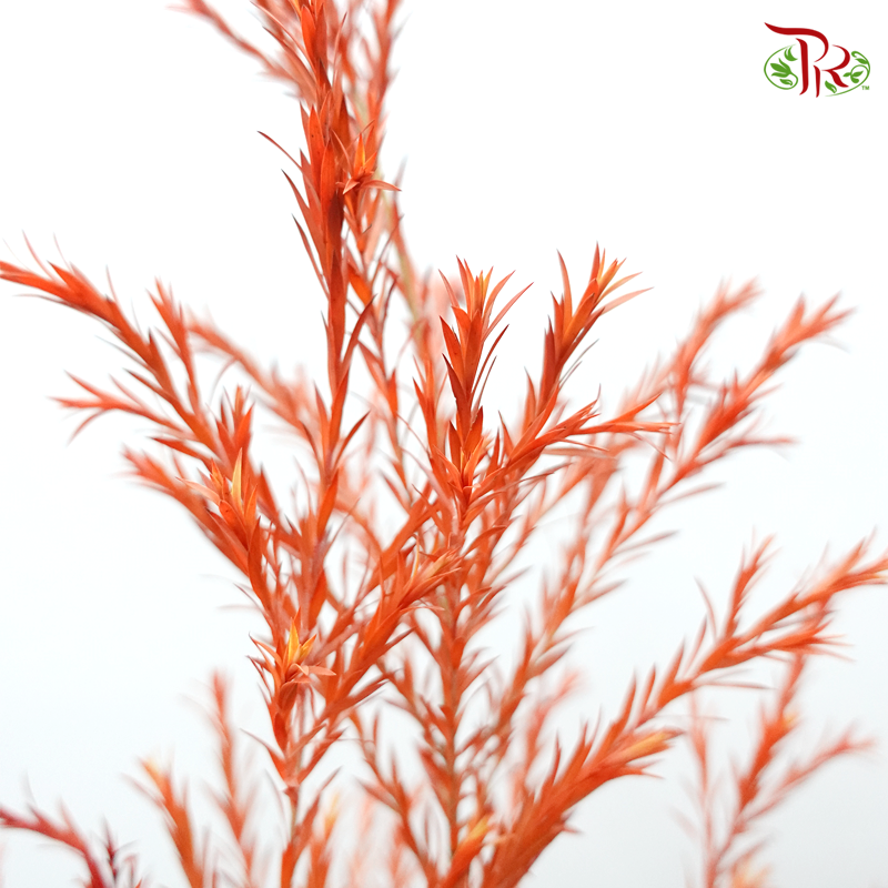 Melaleuca Gold Leaf -