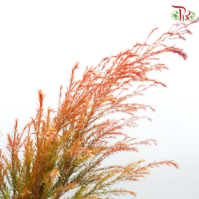 Melaleuca Gold Leaf -