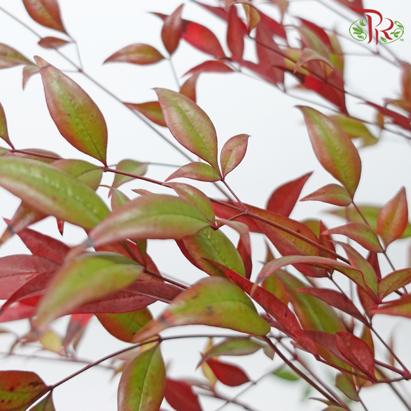 Nandina Domestica Leaf -