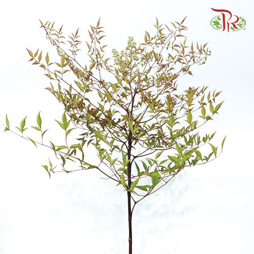 Nandina Domestica Leaf -