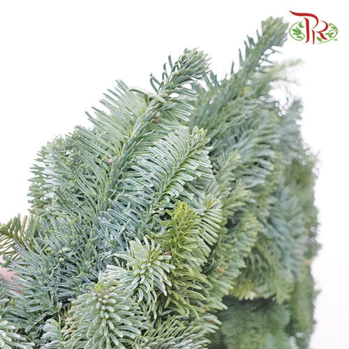 Nobilis Wreath Fully Bound -