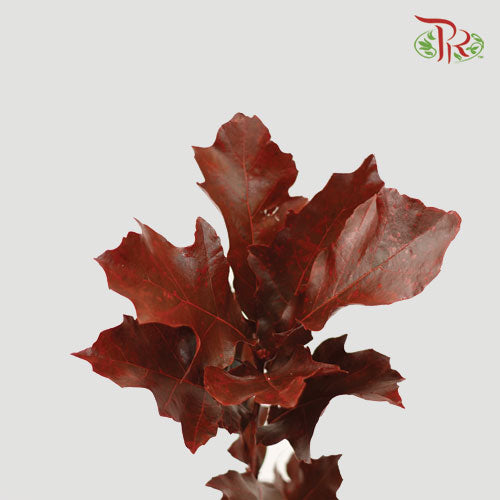 Oak Leaf Dyed -