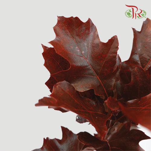 Oak Leaf Dyed -