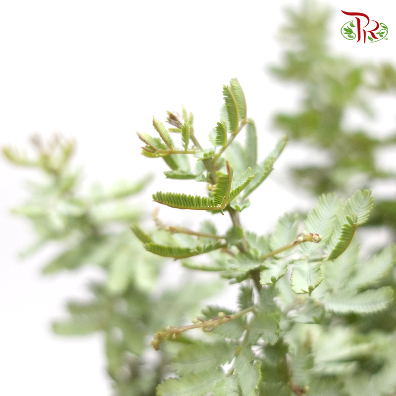 Olive Leaf (Mimosa Baileyana Leaf) -