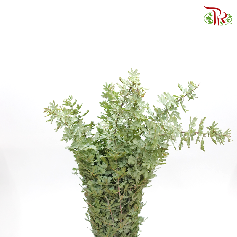 Olive Leaf (Mimosa Baileyana Leaf) -