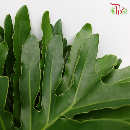Papaya Leaf -
