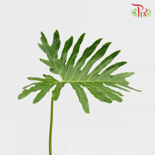 Papaya Leaf -