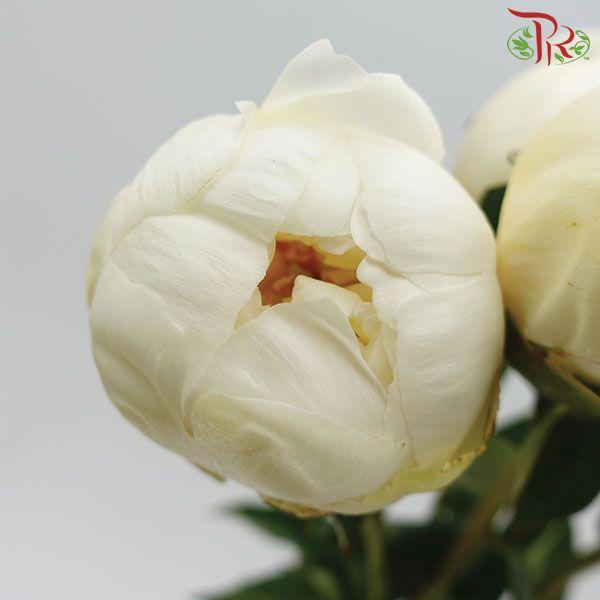 Peony ***FRAGILE (Small / Medium Head) -