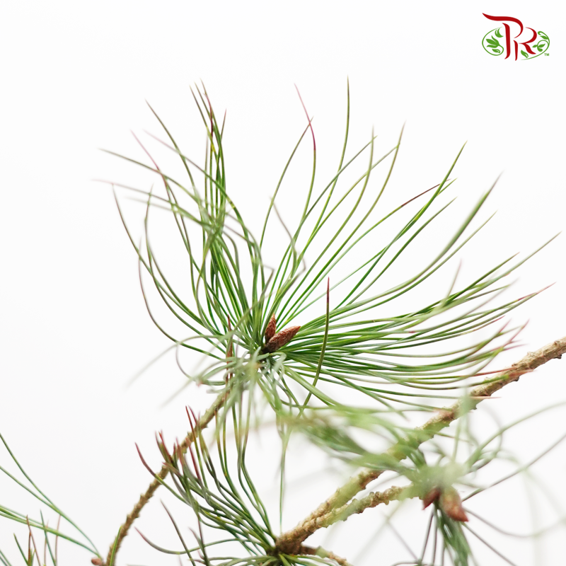 Pinus Morrisonicola 《五角松》 -