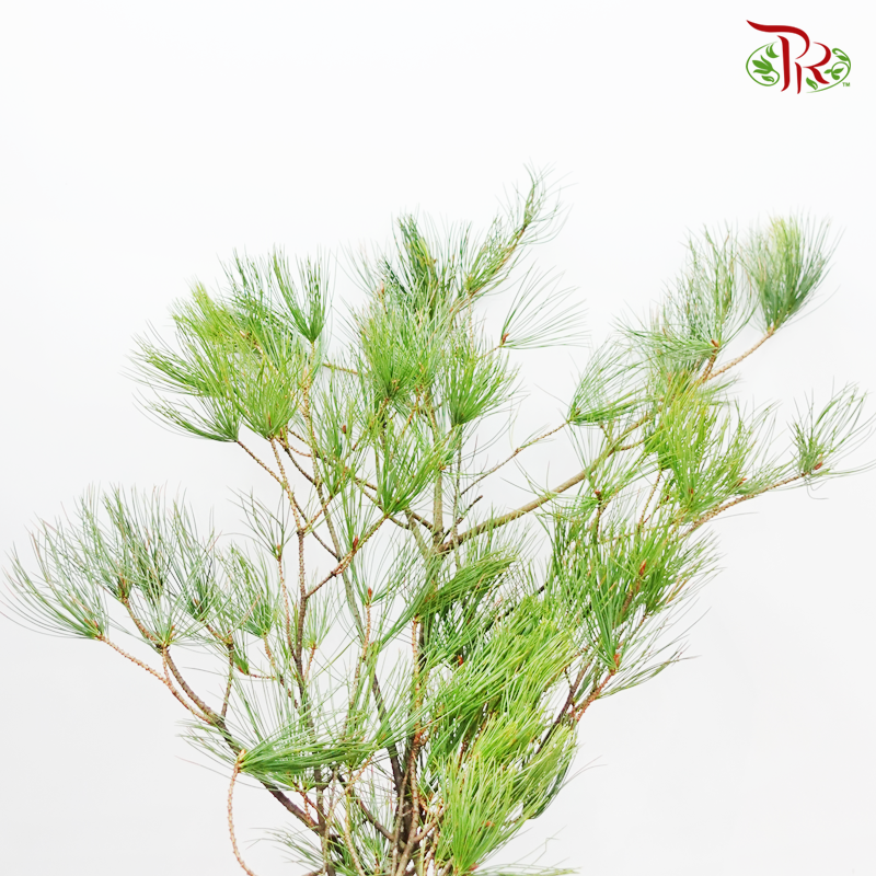 Pinus Morrisonicola 《五角松》 -