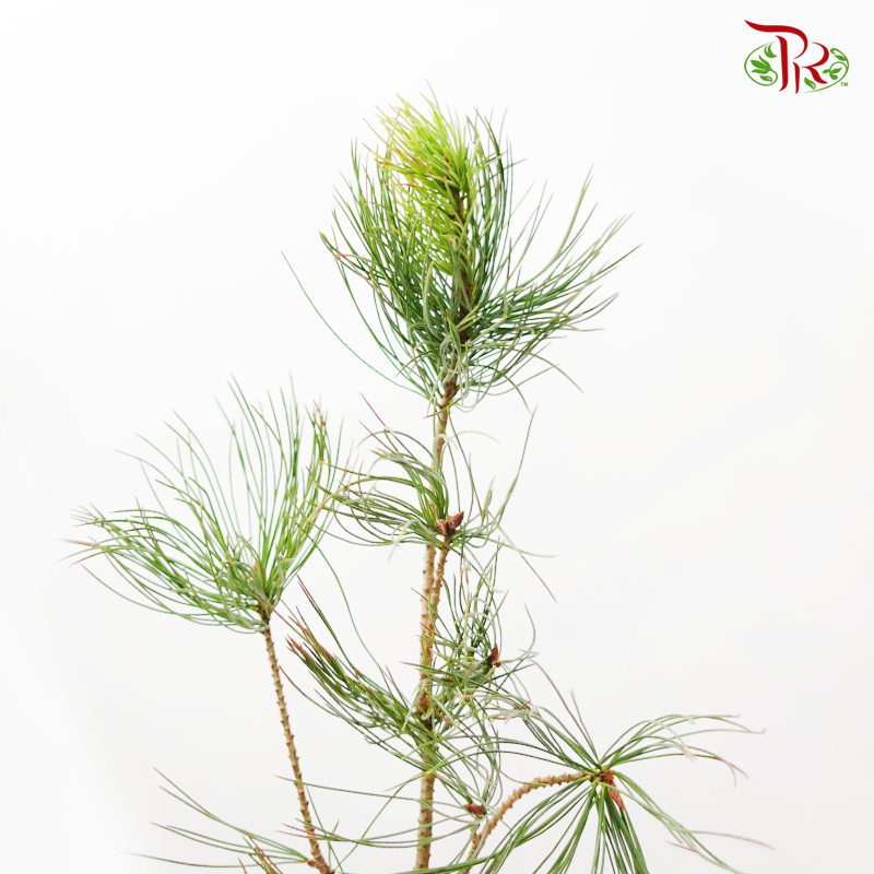 Pinus Morrisonicola 《五角松》 -