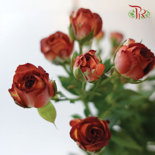 Offer Rose Spray -