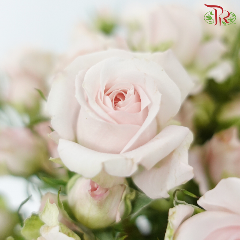 Offer Rose Spray -