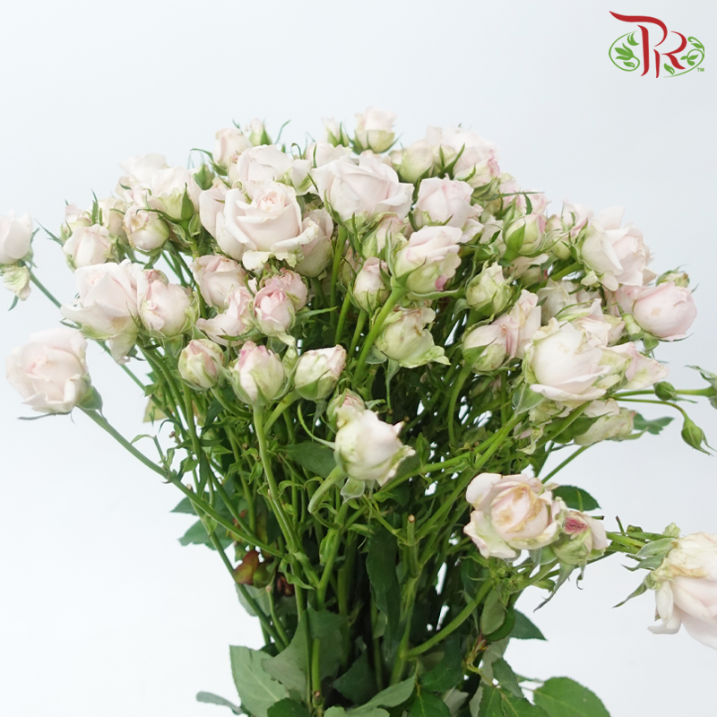 Offer Rose Spray -