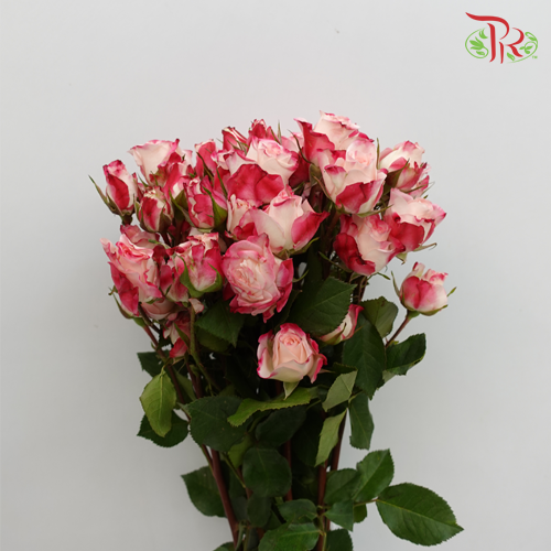 Offer Rose Spray -