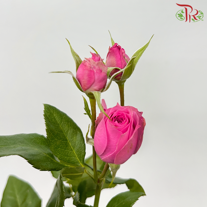 Offer Rose Spray -