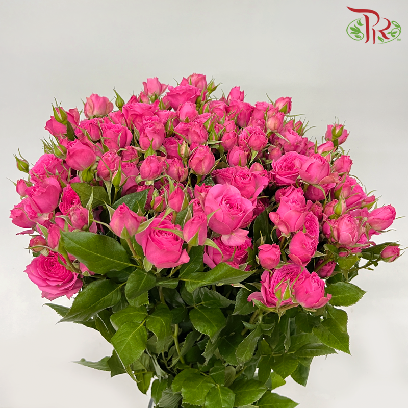 Offer Rose Spray -