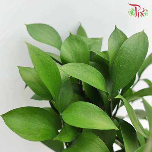 Ruscus Leaf -