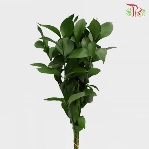 Ruscus Leaf -