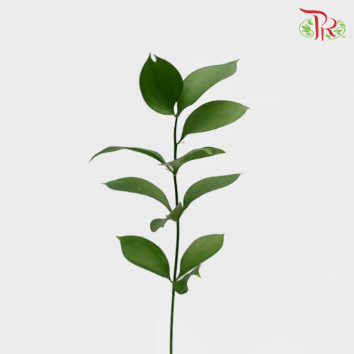Ruscus Leaf -