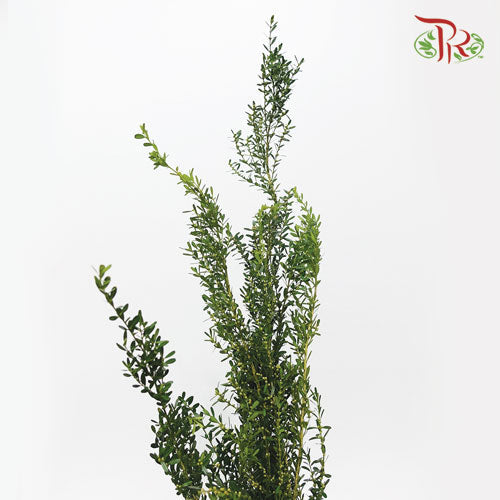 Salix Warburgii《金柳》 -