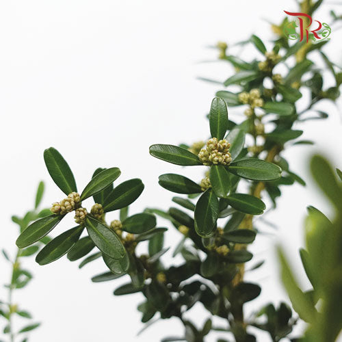 Salix Warburgii《金柳》 -