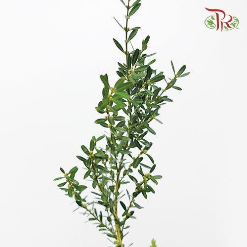 Salix Warburgii《金柳》 -