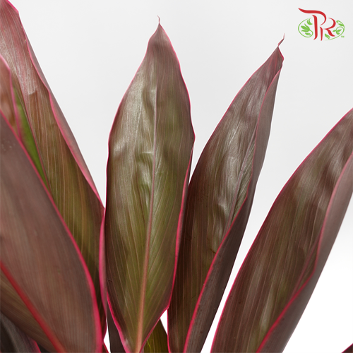 FG Snow Cordyline Red -