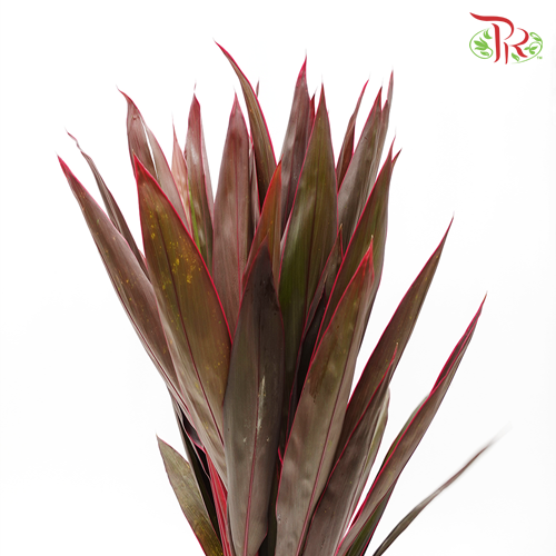 FG Snow Cordyline Red -