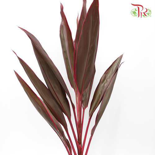 FG Snow Cordyline Red -